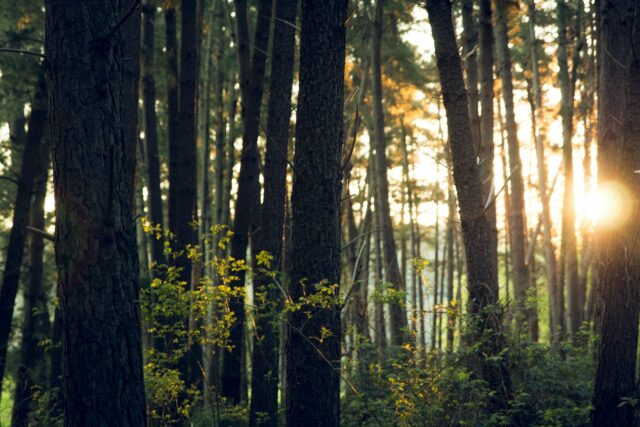 Forest image